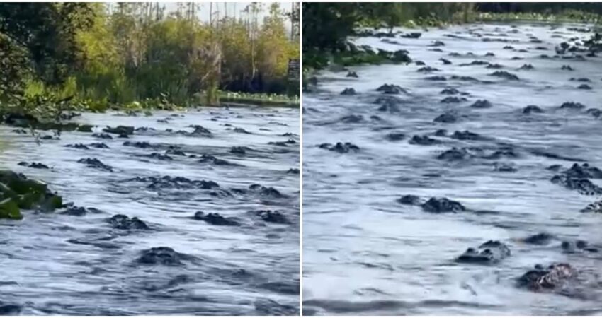 Avistamiento de decenas de caimanes en el norte de Florida pone de relieve la grandeza de la naturaleza caimanes-en-Florida-pantano