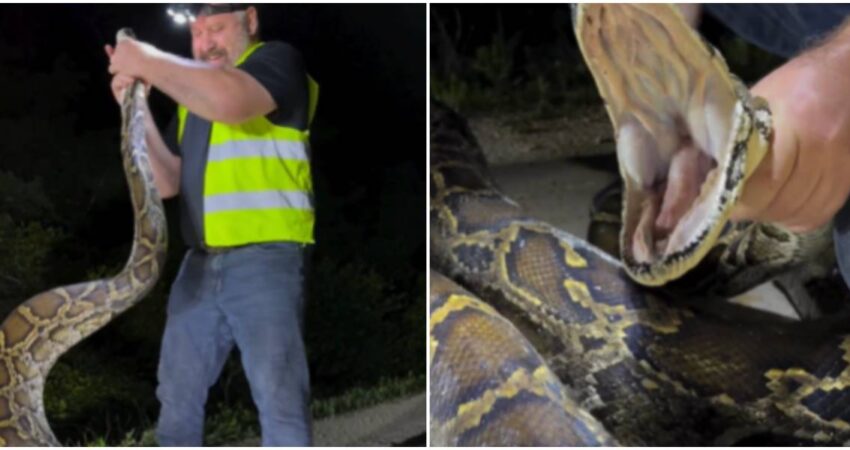 Trampero de FWC captura a pitón de 17 pies en los Everglades en Florida captura-de-piton-Everglades-de-Florida