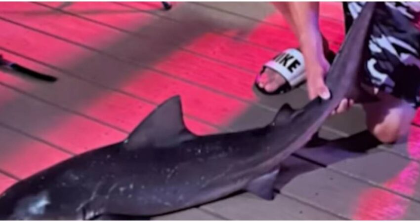Familia atrapó cuatro tiburones toro en Cape Coral y lo devuelven al mar capturan-tiburones-Cape-Coral-1