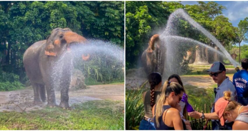 Equipos de bomberos de Miami-Dade ayudan a calmar el calor de los elefantes del Zoológico de Miami elefantes-de-Zoologico-de-Miami-bomberos-de-Miami-Dade