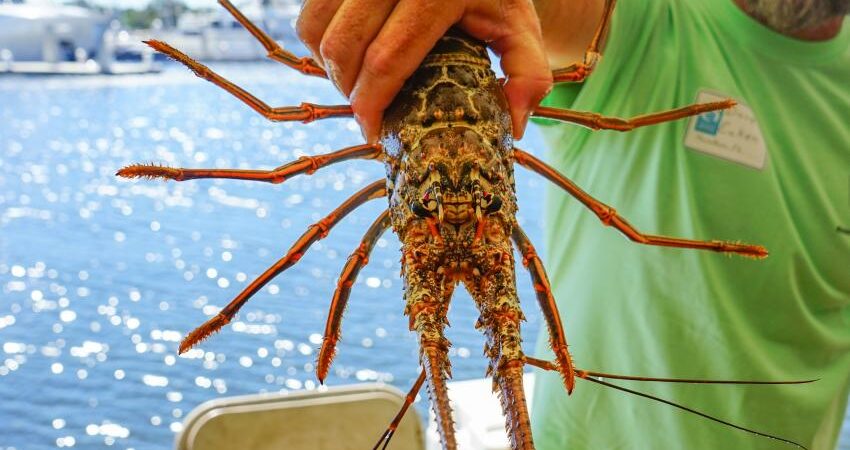Minitemporada de langosta en Florida: Lo que debes conocer sobre su captura según FWC pesca-langosta-florida