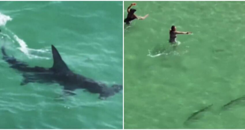Enorme tiburón martillo sorprende a bañistas en San Petersburgo, Florida, mientras perseguía un grupo de sábalos tiburon-martillo-playa-de-San-Petersburgo