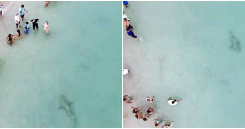 Enorme tiburón sorprende a bañistas en la orilla de la playa en Miami Beach tiburon-miami-beach