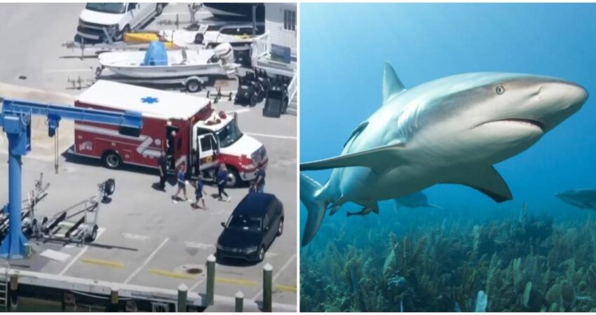 Atienden a niño con heridas leves tras ser atacado por un tiburón frente a Key Biscayne tiburon-miami-keybiscayne