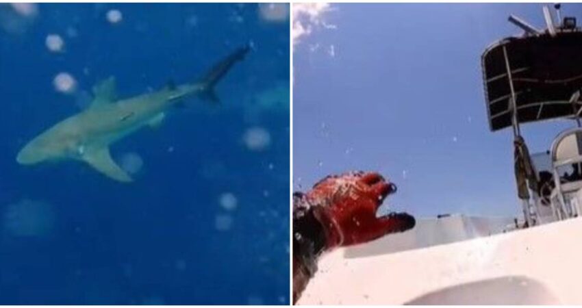 Pescador cubano se lleva el susto de su vida con un tiburón en los Cayos de la Florida tiburon-pescadores
