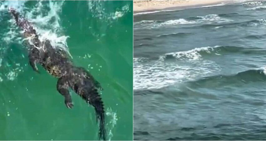 Captan inmenso cocodrilo cerca de la playa en el sur de la Florida coco-playa
