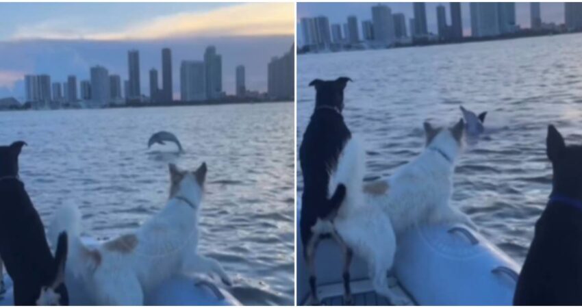 Solo en Miami: Perros y delfines protagonizan espectáculo en la bahía perros en un bote-delfines en miami