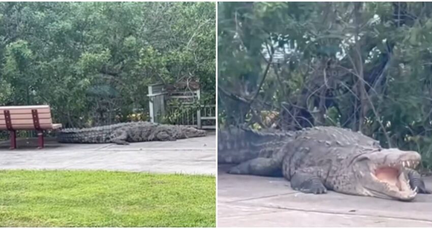 Captan en cámara gran cocodrilo en puerto deportivo de Miami-Dade avistamiento de caimanes-Caimanes en Florida