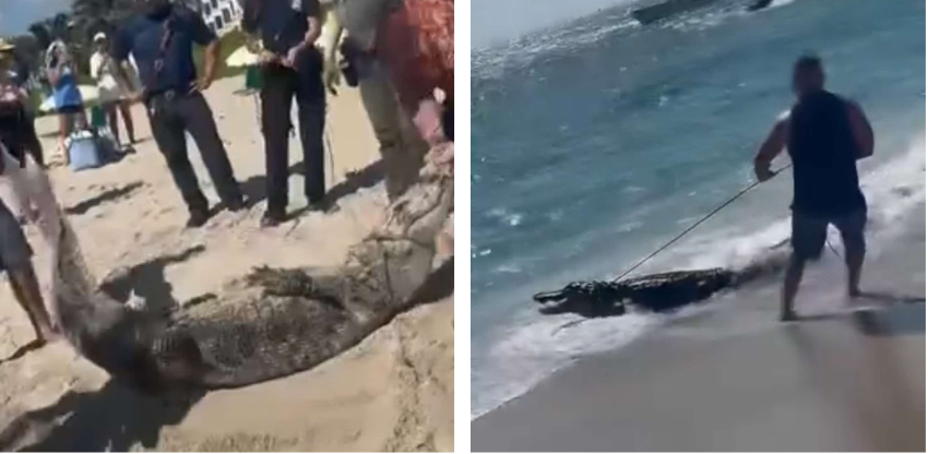 Autoridades locales capturan a un caimán de 3.2 metros que merodeaba por una playa de Florida caiman
