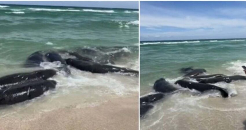Otro avistamiento de casi una decena de manatíes varados en la orilla de una playa de Miami genera inquietudes entre los usuarios de redes sociales manaties-en-playa-de-miami-video-1024×512