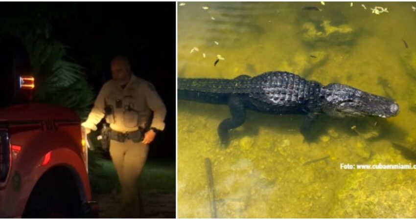 Mujer termina herida tras ser atacada por un caimán en el suroeste de Florida mujer herida-caimán en Florida