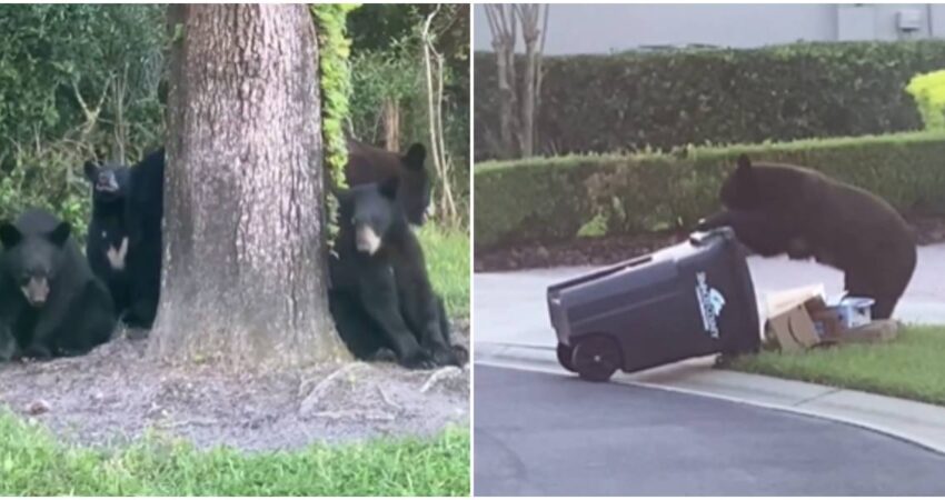 Residentes del vecindario en Florida asombrados ante la presencia de una osa sus tres cachorros osos en Florida-vecindario de Sanford