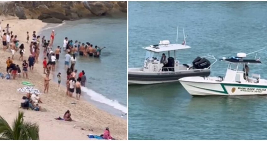 Varios arrestados en playa de Haulover Inlet por bañistas molestando a los manatí policía de miami-contacto de bañistas con manatí