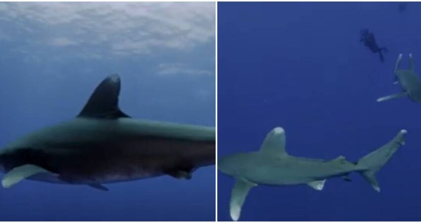 Prohíben en Florida la captura de tiburones de punta blanca prohiben pesca en Florida-tiburones punta blanca