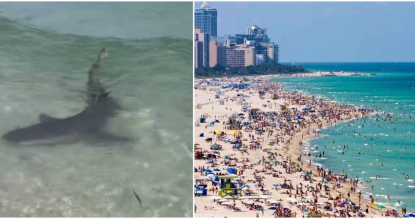 Enorme tiburón en la orilla de la playa en Miami Beach sorprende a los bañistas tiburon-miami-beach (2)