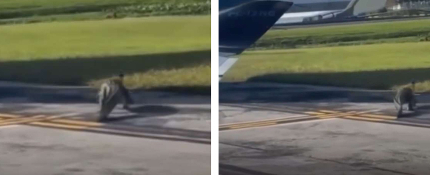 Inmenso caimán captado en cámara mientras se paseaba por la pista del Aeropuerto de Orlando, Florida caiman 2