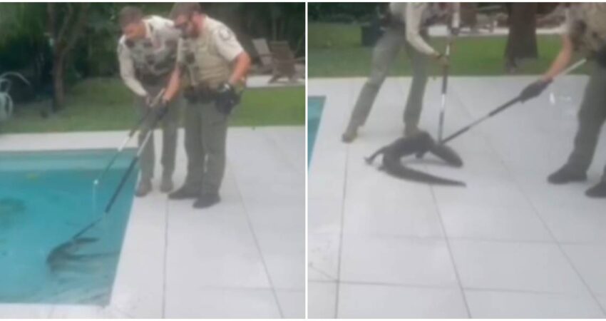 Hombre residente en Florida retorna a su casa tras el impacto del huracán Milton y encuentra a un caimán en el interior de la piscina caimán en piscina-rescate