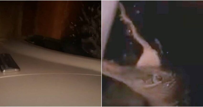Caimán ataca un auto en Florida tras la crecida del agua por el huracán Milton caiman-florida (1)
