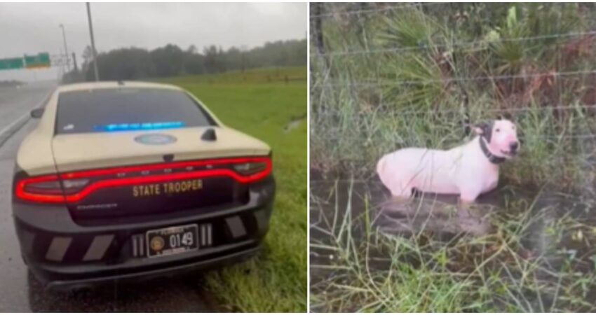 Agentes de la Patrulla de Carreteras de Florida rescatan a un perro en Tampa que dejaron atado a una cerca ante la llegada del huracán Milton patrulla de carreteras de Florida-rescate de perr