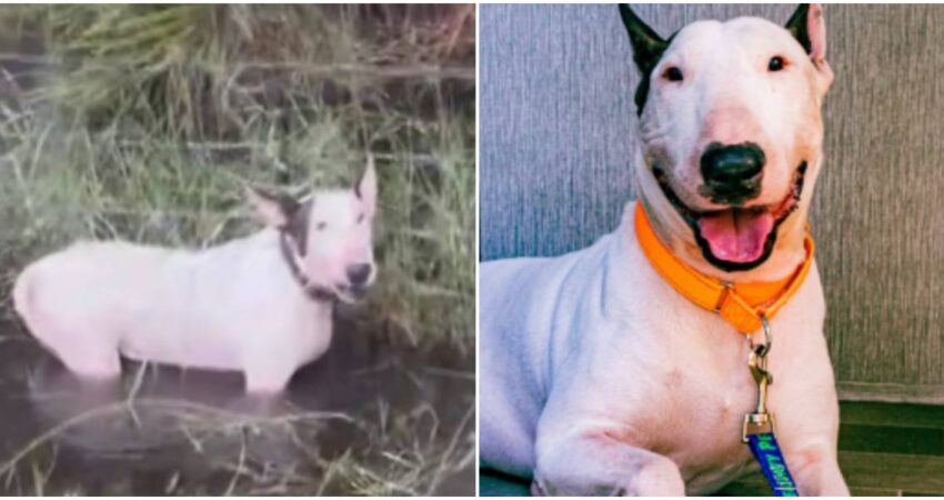 Termina bajo arresto el hombre que dejó atado a su perro a una cerca en Tampa antes de la llegada del huracán Milton perro abandonado- arresto de su dueño
