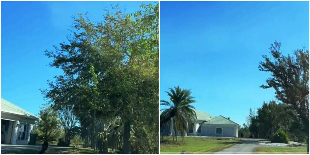 Cubana en Estados Unidos sobre tranquilos barrios con mansiones más asequibles a solo dos horas de Miami Cubana en Estados Unidos sobre tranquilos barrios con mansiones más asequibles a solo dos horas de Miami