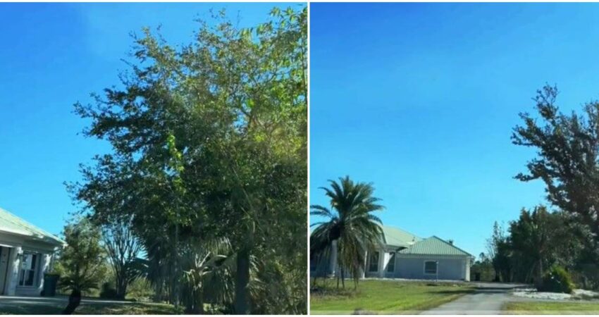 Cubana en Estados Unidos sobre tranquilos barrios con mansiones más asequibles a solo dos horas de Miami arcadia