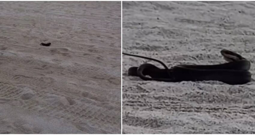 Captan en cámara una serpiente en Miami Beach serpiente ratonera- playa de Miami Beach