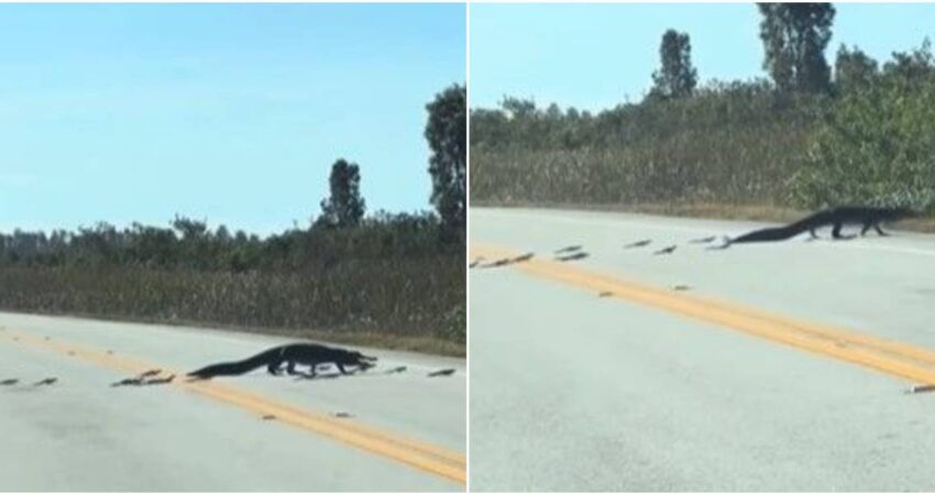 Turistas en Florida quedan sorprendidos al ver cruzar la carretera a una madre caimán con sus crías caiman-florida (2)