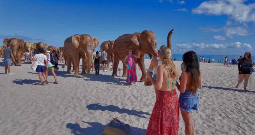 Comienza oficialmente la exhibición de elefantes en Miami Beach elefantes-miami-beach