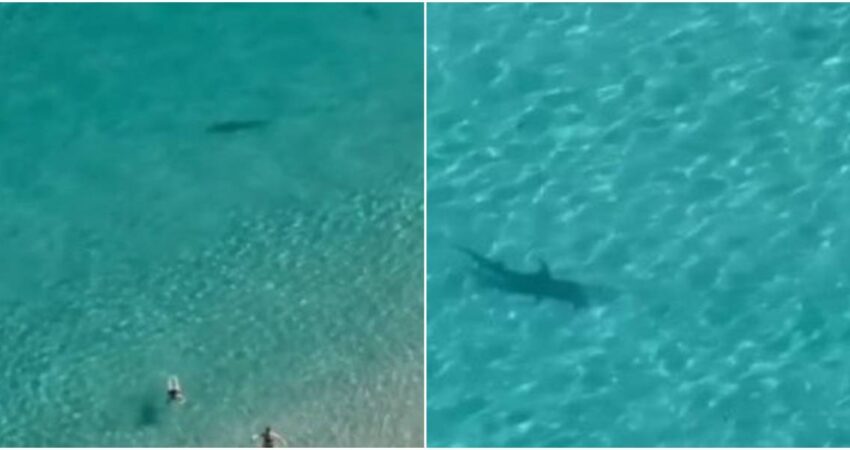 Captan enorme tiburón martillo cerca de la orilla en Sunny Isles Miami Beach tiburon-miami-sunny