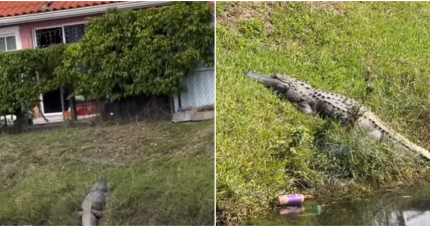 Captan enorme caimán cerca de las casas en un vecindario de Hialeah caiman-hialeah