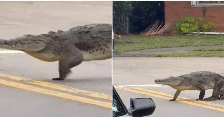 Captan enorme cocodrilo cruzando una calle en Miami-Dade cocodrilo-miami-dade