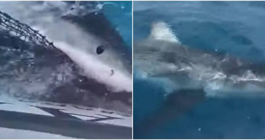 Pescadores sorprendidos tras ver enorme tiburón blanco cerca de los Cayos de la Florida tiburon-blanco