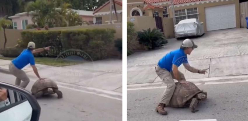 Cubano rescata a una tortuga gigante en un vecindario de Miami ubano