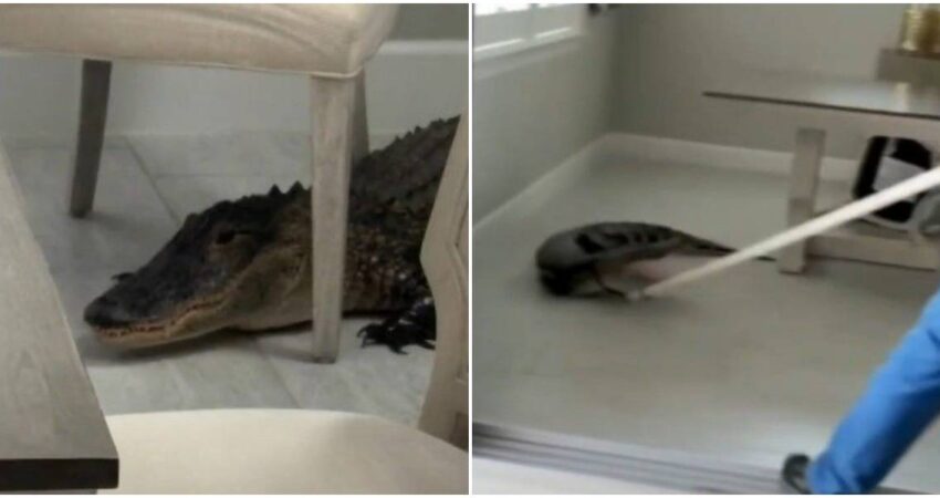 Enorme caimán sorprende a un hombre en la cocina de su casa en Fort Myers, Florida caiman-florida (4)