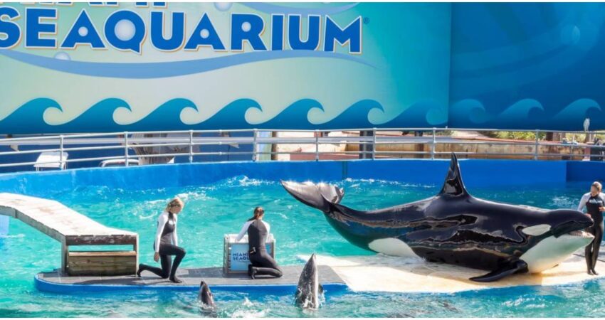 La compañía que posee el Miami Seaquarium se declara en bancarrota Seaquarium bancarrota