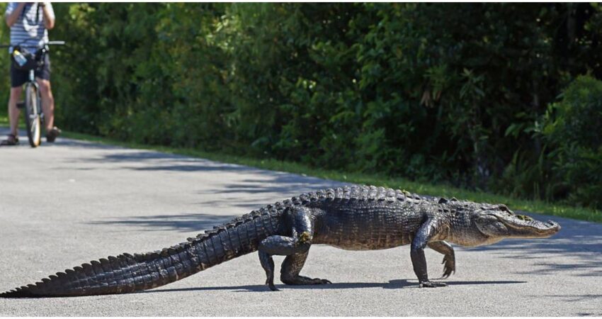 Comienza inscripción para el programa anual de caza de caimanes en Florida caimán- calle de Florida