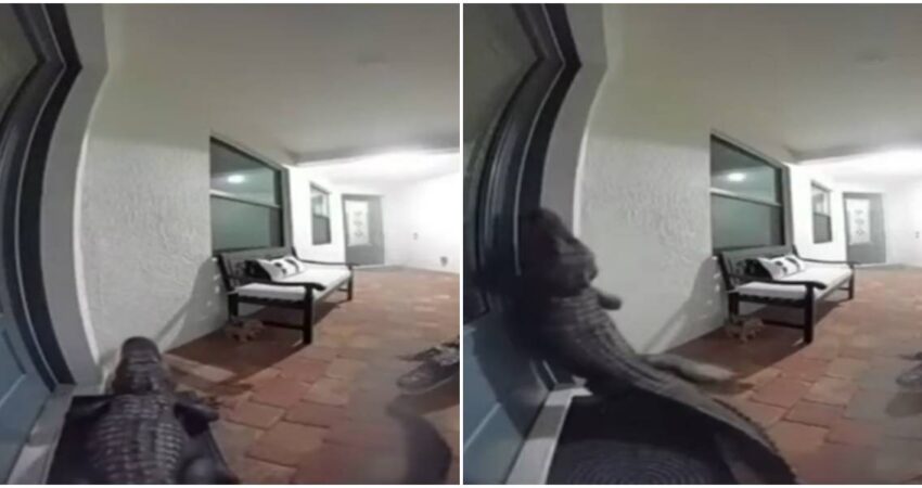 Sorprendente video muestra a un caimán tocando el timbre de una casa en Florida caimanes-animales salvajes