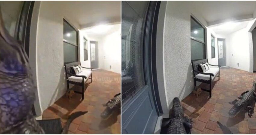 Dos enormes caimanes se cuelan en el portal de una casa en Florida caimanes-florida