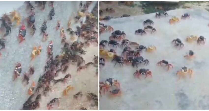 Cangrejos invaden las calles de Gibara en Cuba cangrejos-cuba