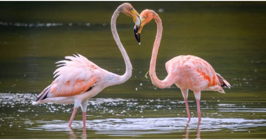 Proyecto de ley en Florida busca nombrar al flamenco americano como ave del estado flamenco de Florida-animales