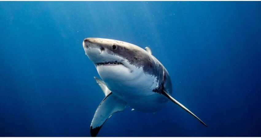 Expertos capturan a enorme tiburón blanco en las costas de Florida tiburón blanco-Florida