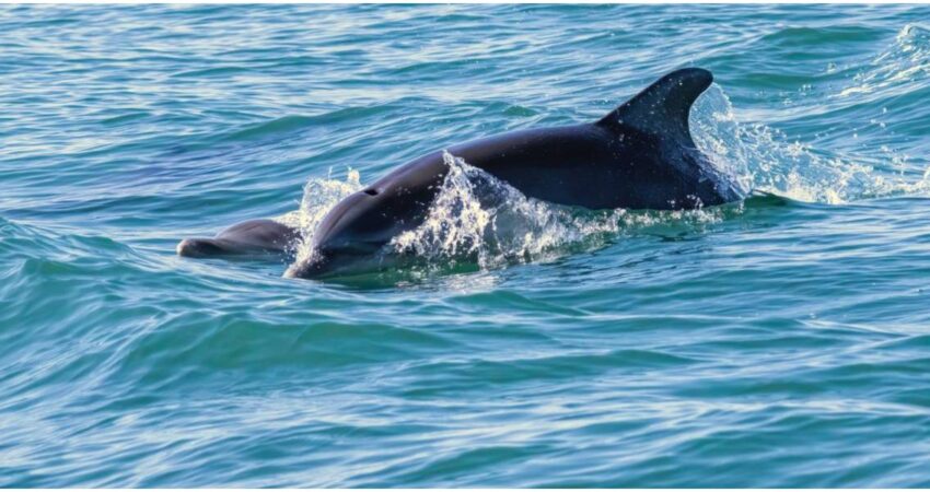 Sancionan a hombre de Florida que envenenรณ y disparรณ contra varios delfines frente a menores de edad Delfines nariz de botella-Florida