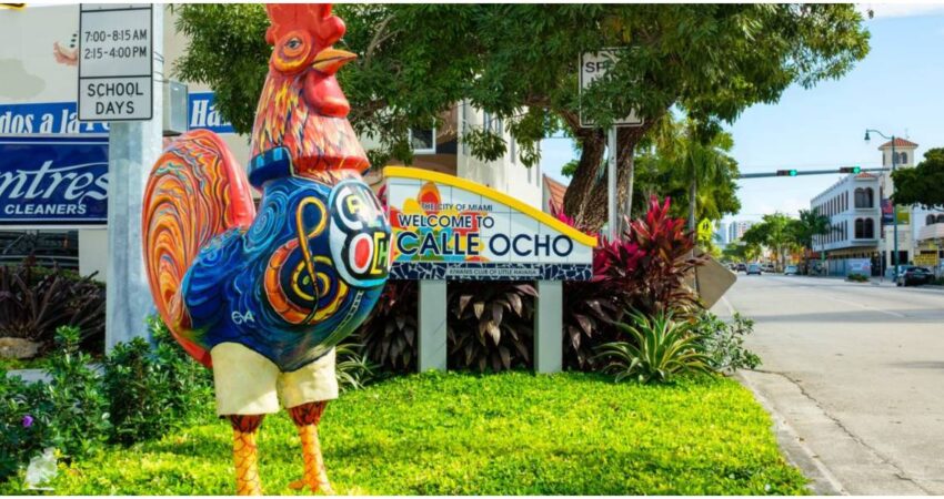 Pollos salvajes siguen ganando espacio en áreas de Miami y en el corazón de sus residentes: "Los vecinos les han dado la bienvenida" Gallo de Pequeña Habana-Miami