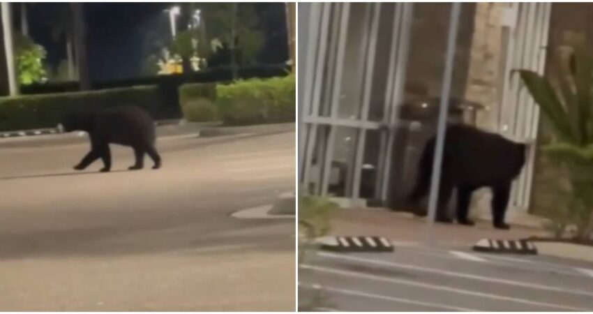 Oso deambulaba por la plaza comercial de Fort Myers causa preocupación entre los residentes Oso-Fort Myers