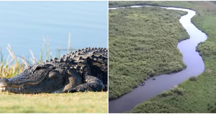 Pierde la vida un kayakista en el Parque Estatal Lake Kissimmee como consecuencia de un ataque de caimán ataque de caimán-Kissimmee Lake