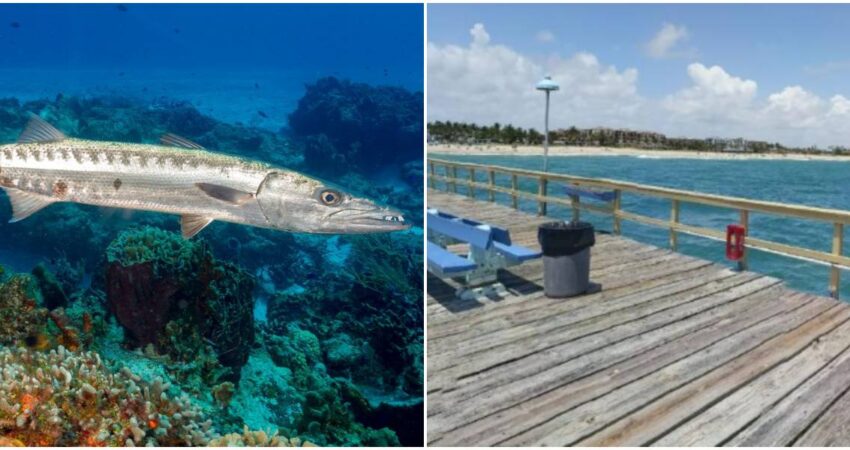 Mujer sufre mordida de una barracuda en una playa de Florida barracuda-Lauderdale by-the-Sea (1)