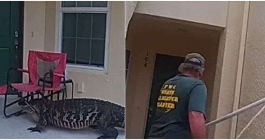 Enorme caimán "tocando" la puerta de una casa en Florida durante la temporada de apareamiento caiman-casa-florida