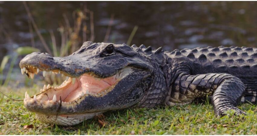 Estudio revela que el 96% de las mordeduras de caimanes se deben a conductas de riesgo caimanes-Florida (1)