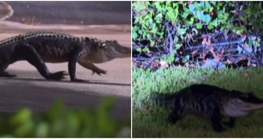 Avistan caimán paseando por una zona industrial en Miami caimanes-animales en Florida
